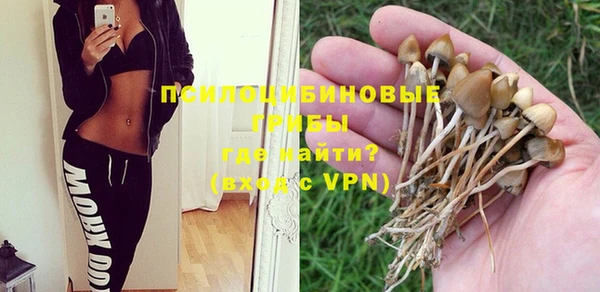 прущие грибы Белокуриха